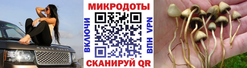 Псилоцибиновые грибы GOLDEN TEACHER  mega вход  Катайск 